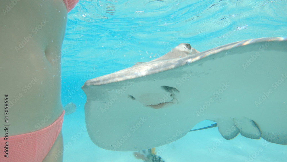 Naklejka premium UNDERWATER: Gentle stingray comes close to unrecognizable woman feeding it.