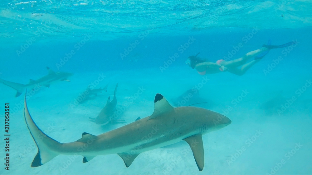 Fototapeta premium UNDERWATER: Woman snorkeling in turquoise ocean swims behind blacktip sharks.