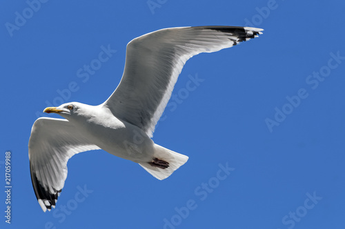 Seagull flying away