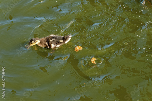 Little duckling getting fed by people © Christian