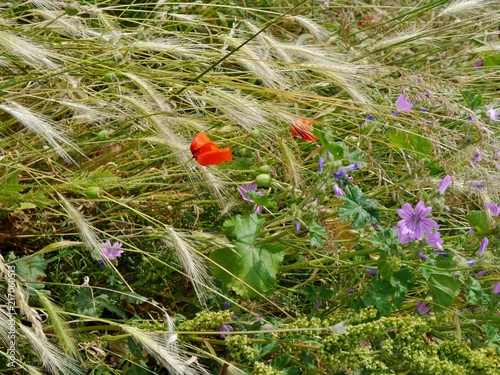 Fototapeta Naklejka Na Ścianę i Meble -  Mohnblumen im Getreidefeld