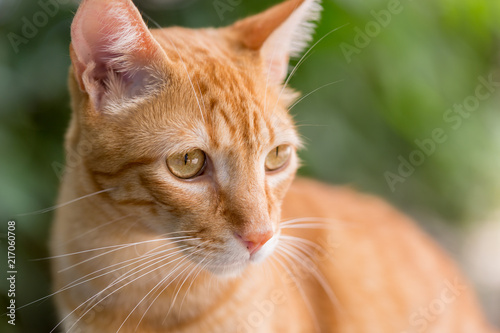 Closeup of a cat that has its eyes fixated on something with a green natural background