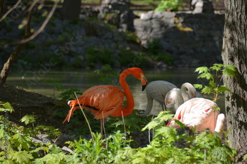 flamingo,