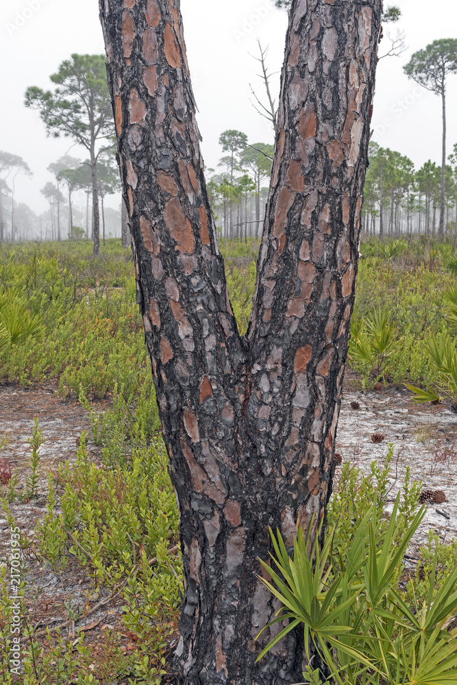 Obraz premium Fire Damage on a Slash Pine