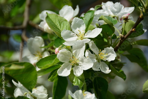 spring,