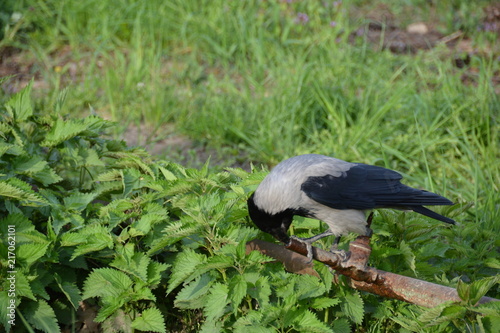 bird