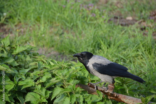 bird