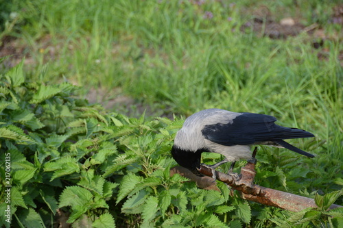 bird