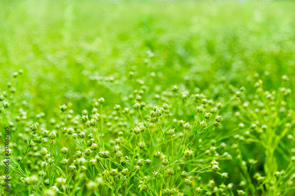 Green capsules of common flax or linseed (Linum usitatissimum). Field. Background