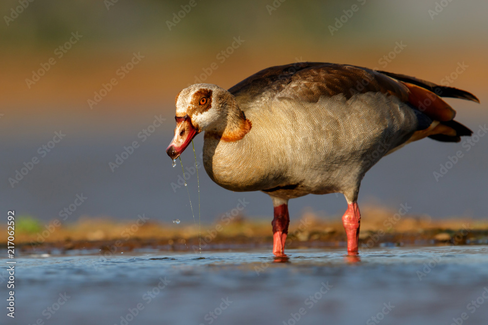 Egyptian Goose wading in a pond in Zimanga Game Reserve in South Africa Egyptian Goose wading in a pond in Zimanga Game Reserve in South Africa
