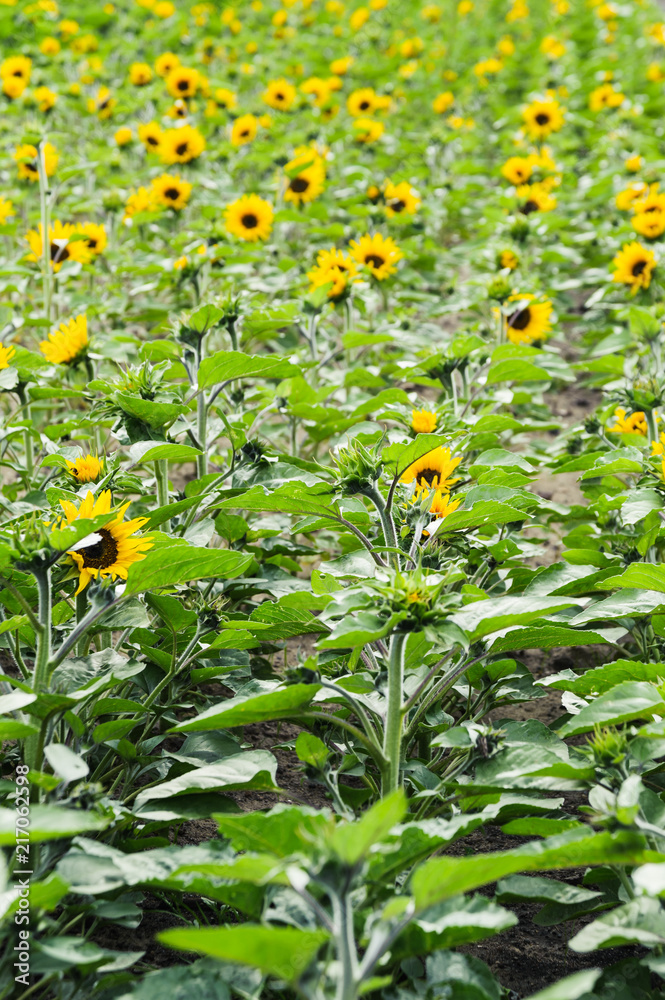 Sunflower field. Helianthus annuus, or common sunflower