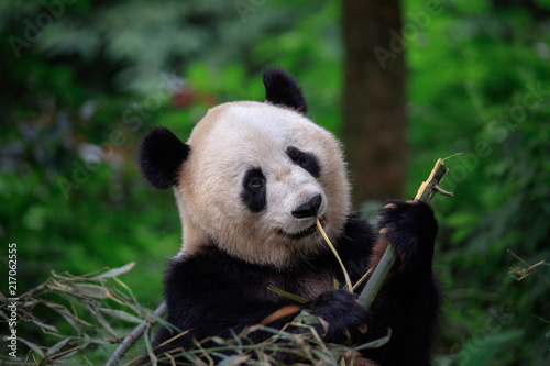 Fototapeta Naklejka Na Ścianę i Meble -  Panda Bear Looking ahead while grabbing and biting some fresh Bamboo for lunch. Bifengxia Panda Reserve in Sichuan Province, China. Wildlife Conservation Area, Endangered Species. Panda eating lunch