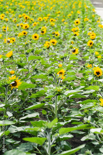 Sunflower field. Helianthus annuus, or common sunflower