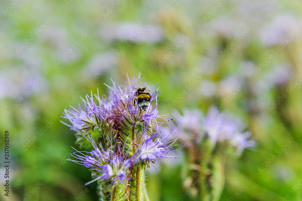 Lilac flowers of honey plants lacy phacelia or purple tansy (Phacelia tanacetifolia) and bumblebee Lilac flowers of honey plants lacy phacelia or purple tansy (Phacelia tanacetifolia) and bumblebee
