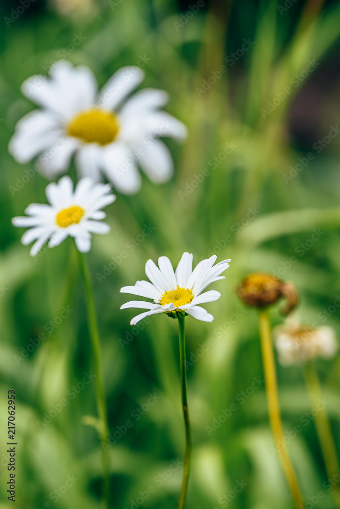 Meadow Daisy Flower at Sunny Day.