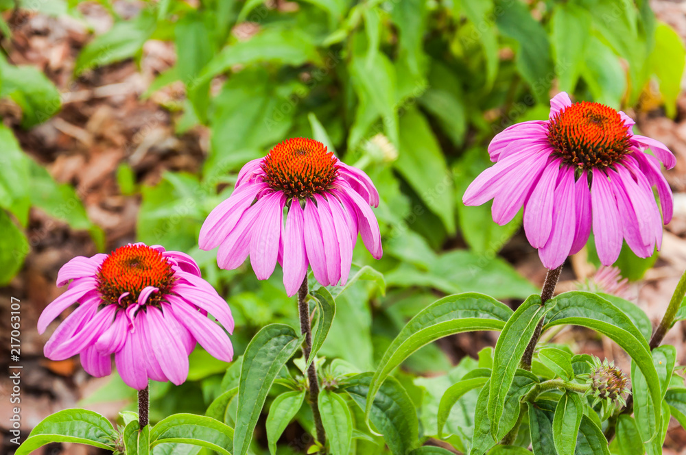 Obraz premium Echinacea purpurea, or eastern purple coneflower. Beautiful flowers. Medicinal plant