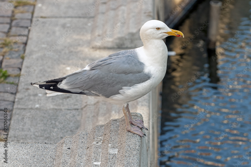 Gull standing near the edge Gull standing near the edge