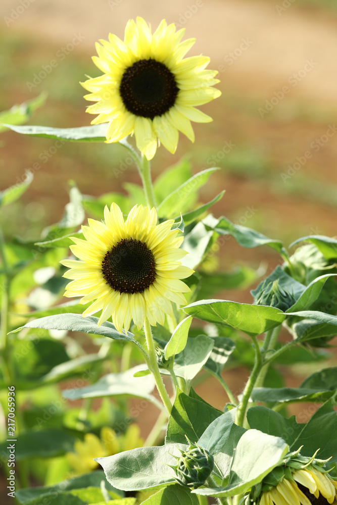 Obraz premium バレンタイン ひまわり