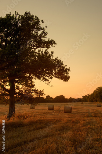 Silhouettes of tree on a harvested field background sunset