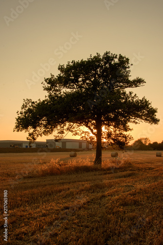 Silhouettes of tree on a harvested field background sunset