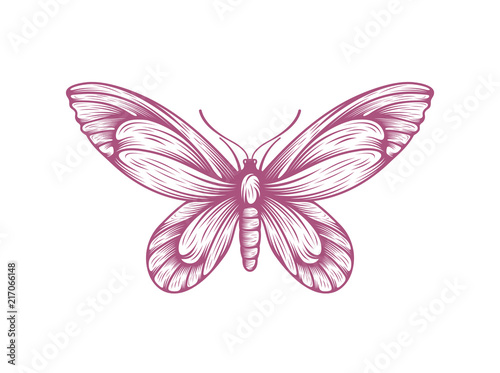 butterfly icon symbol vector illustration