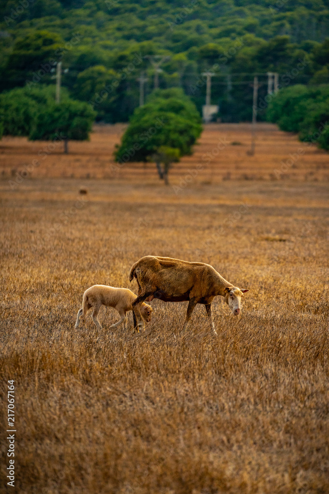 Fototapeta premium Mallorca Schafe auf dem Feld