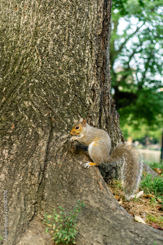 Adorable squirrel in city park