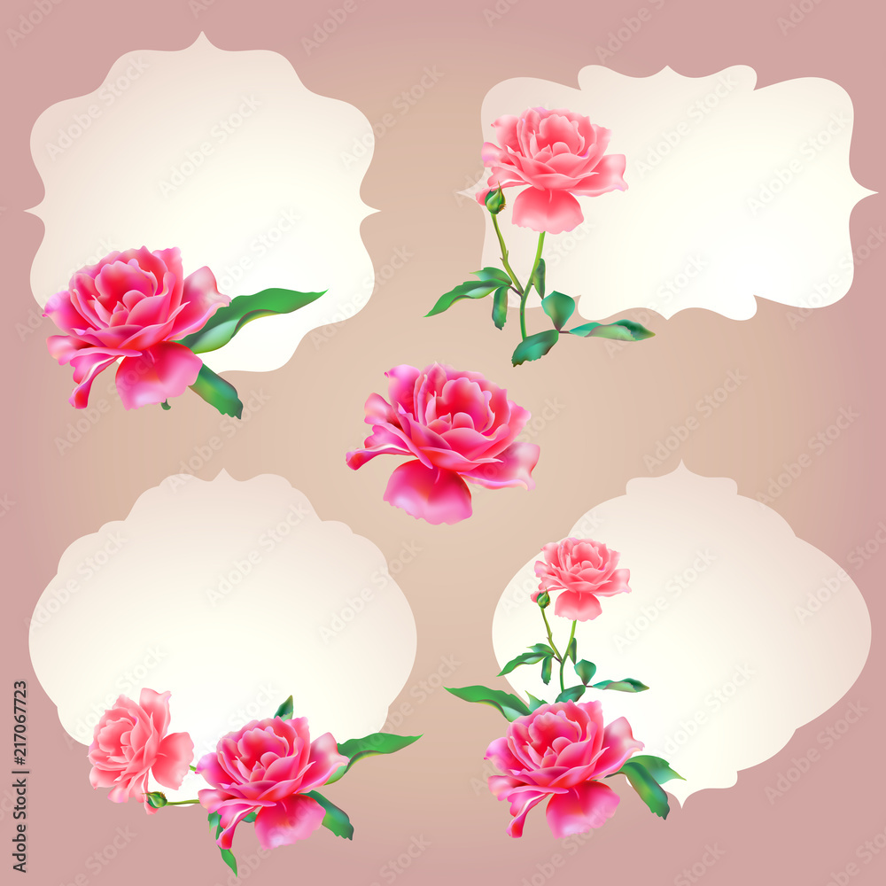 beautiful pink  rose, flowers isolated on a pink  background, vintage postal
