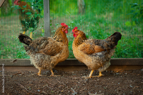 Very beautiful, colorful chicken Russian breed Kuchinskaya walking in the yard. photo