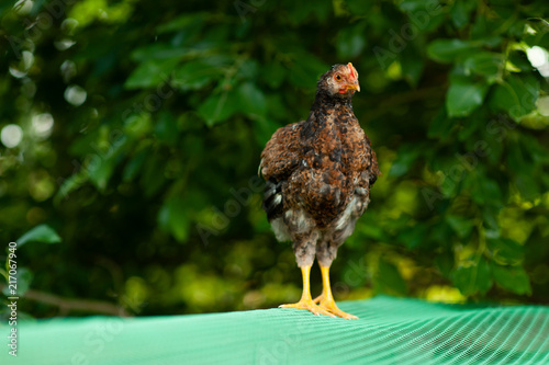 chicken of Russian breed Kuchinskaya walking on the cage photo