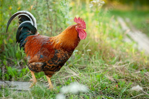 pretty colorful cockerel of Russian breed Kuchinskaya against green grass background photo