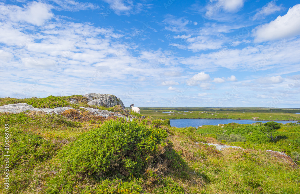 Panorama of mountains, marshy land and heathland of Connemara National Park in summer Panorama of mountains, marshy land and heathland of Connemara National Park in summer