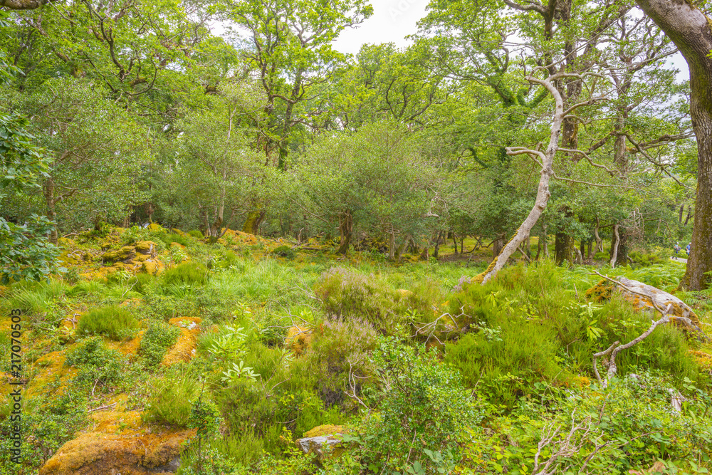 Panorama of edge and surroundings of a lake in a national park in summer