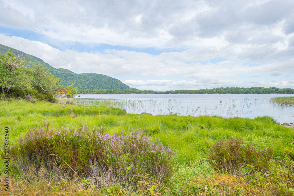 Panorama of edge and surroundings of a lake in a national park in summer