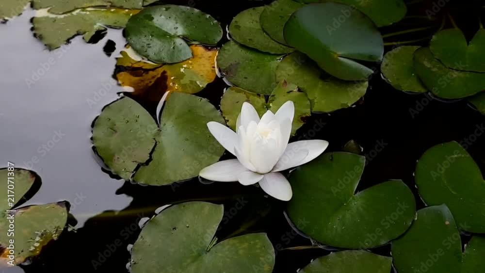 Time lapse white water lily closing Time lapse white water lily closing
