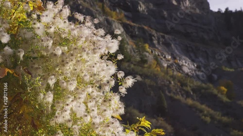 Tree with blossoms in front of Rocky Mountains at sunset (close view)