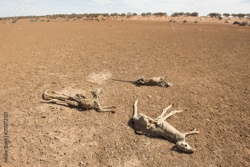 Foto Sturt national park, New South Wales, Australia, dead kangaroos during  drought conditions