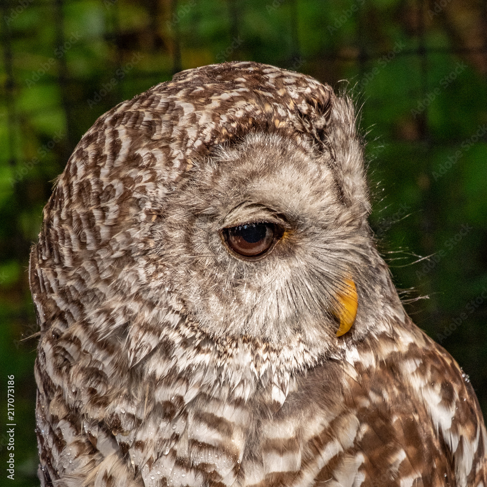 Obraz premium Owl's Head