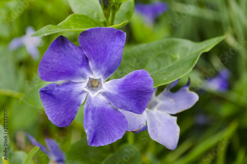 flor violeta de cinco petalos en primer plano, con fondo desenfocado 