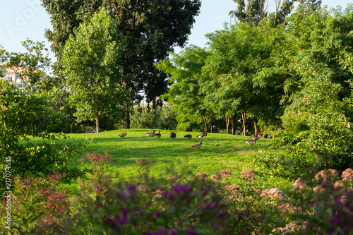 Plants and animals on Roosevelt Island