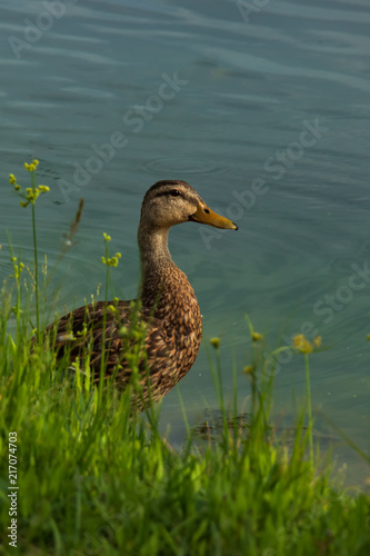 Mallard in a pond photo