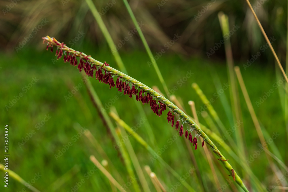 Gama Grass with red spikes close-up