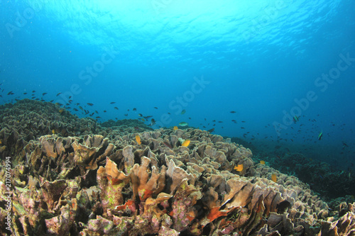 Underwater coral reef 