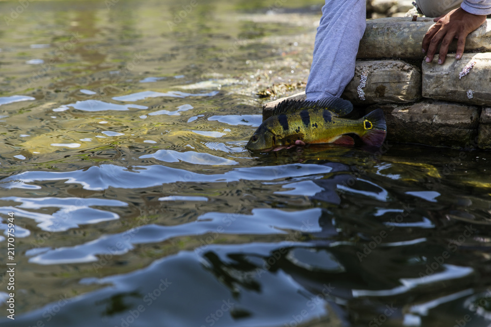 Fototapeta premium Exotic Peacock Bass
