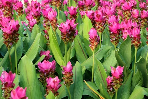 Siam tulip flowers in tropical