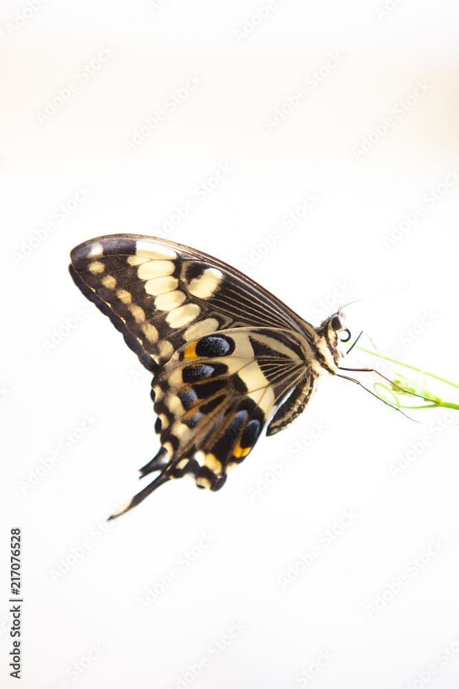 Fototapeta premium Butterfly # 1
