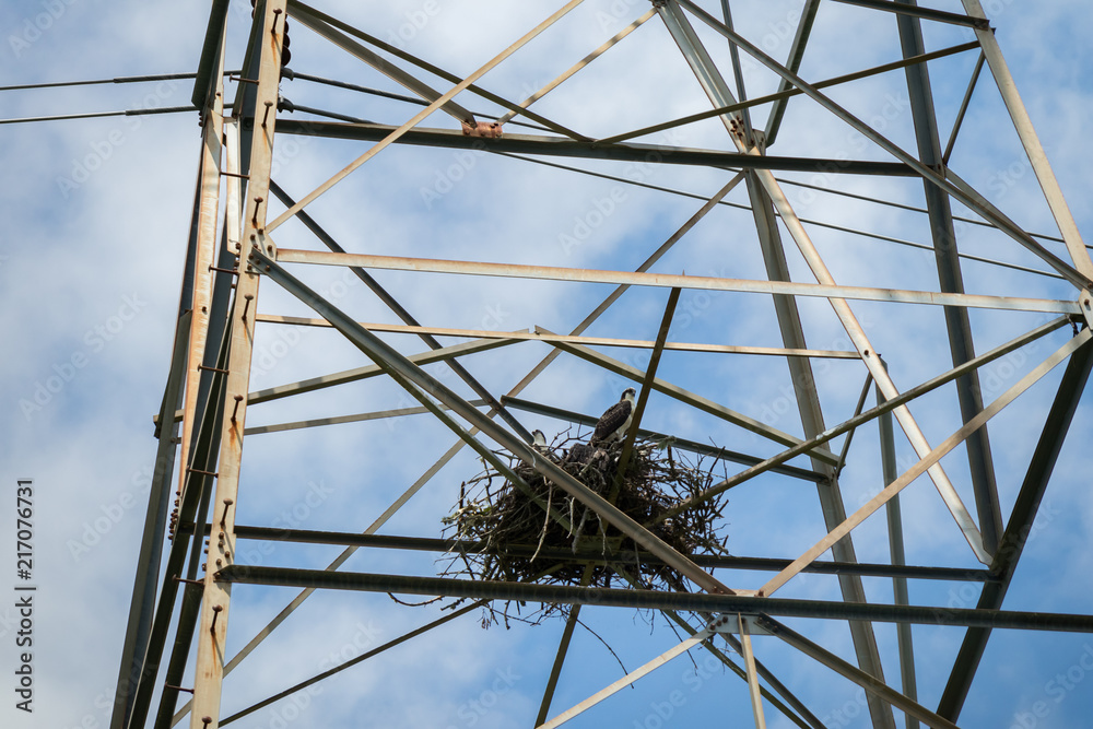 Obraz premium Osprey standing in nest on steel lattice powerline tower