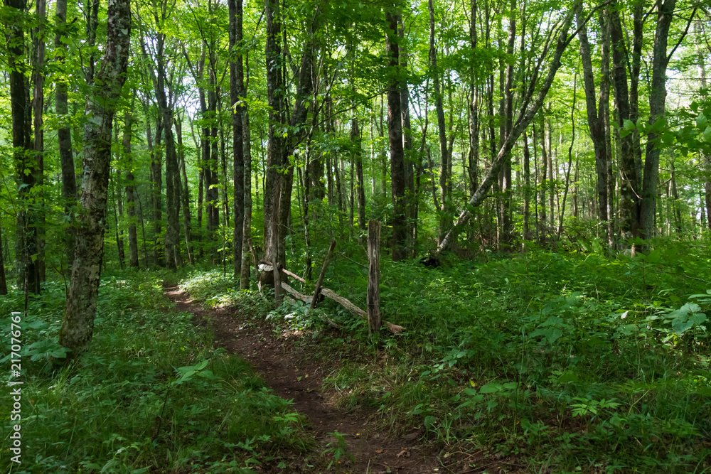 Fototapeta premium Cataloochee Divide Hiking Trail in North Carolina, USA