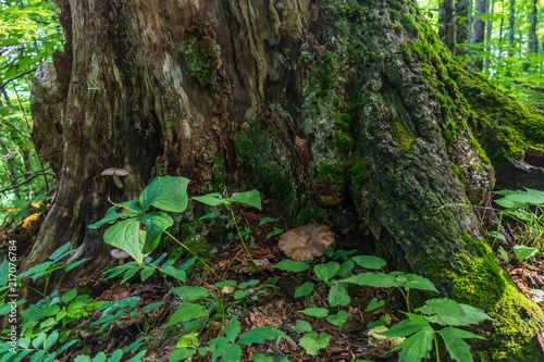 Treetrunk with mushrooms and small plants