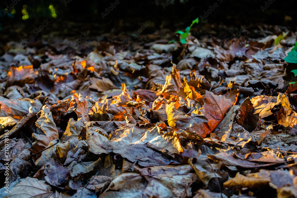 Fallen Leaves #4